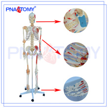 PNT-0103N Deluxe nummeriert Skelettmodell mit Band und Muskeln, medizinische Lehre